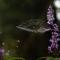 Away with the Fairies Nature Lodge and Backpackers