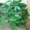 Green Guesthouse