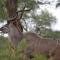 Yebo Safari Tents-Stay Inside Kruger