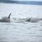Luxury Lookout Hood Canal Vacation Rental