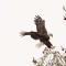 Luxury Lookout Hood Canal Vacation Rental