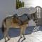 Santorini Sun Villas - Oia
