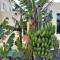Luxury Canarian villa with large pool and guesthouse - Teguise