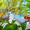 Villa Tropical Paradise avec piscine, 4 chambres
