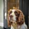 Neat Cottage, seaside cosy converted barn for 4 - Beaumaris