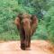 Wild Safari Clay House