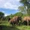 Wild Safari Clay House
