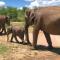 Wild Safari Clay House