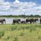 Wild Safari Clay House