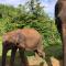 Wild Safari Clay House