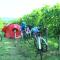 Saxida Wine & Camping Resort Pitches - Dornberk