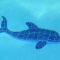 Dolphin Retreat - East Boca Raton