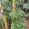 Unique Serviced Homes - Wakiso