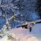 The LODGE, separate apartment in a vila, with floor heating, groundfloor - Sinaia