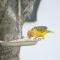 Whistlewood Guesthouse Walmer, Port Eizabeth