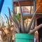 Nubian Paradise - Assuan