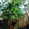 Amazona Lodge