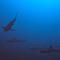 Paradise by Rashuthere Maldives - Rasdhoo