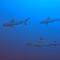 Paradise by Rashuthere Maldives - Rasdhoo