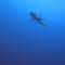 Paradise by Rashuthere Maldives - Rasdhoo