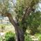 Finca Klara, Boutiquehotel - Apartment -Javea-Moraira- - Benitachell