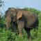 Elephant Haven Udawalawe - Uda Walawe