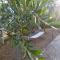 Corfiot Holiday Home with seaviews to Halikounas Beach - Halikounas