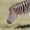Umtsalane Private Game Farm - Jansenville