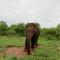 Elephant Haven Udawalawe - Uda Walawe
