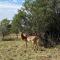 Zebula Golf and Wildlife Estate - Nagapie 12 Pax- Moi Signature Luxury villa