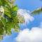 Plumeria Tree Hale - Golf Course View - Sleeps 4 - Кахеку