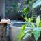 Inigtan Lio Villas - 爱妮岛