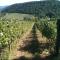 Winery Houses in Chianti