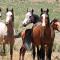 Savanna Guest Farm