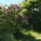 Newer Holiday Home In Green Surroundings