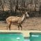 Kruger Maroela Lodge