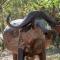 Kruger Maroela Lodge