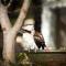 Falls Rest - A Wentworth Falls Hideaway - Wentworth Falls