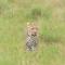 Wild Heart Safari Camp