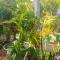 City Paradise Dambulla City Paradise Dambulla