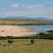 Cwyfan