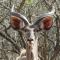 Umvangazi Rest - Marloth Park