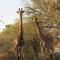 Umvangazi Rest - Marloth Park