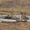 Umvangazi Rest