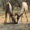 Umvangazi Rest - Marloth Park