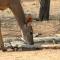 Umvangazi Rest - Marloth Park