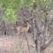 Umvangazi Rest - Marloth Park