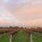 Wine Down McLaren Vale, a cosy vineyard retreat