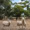 Wine Down McLaren Vale, a cosy vineyard retreat