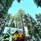 Honey Bear Cabin